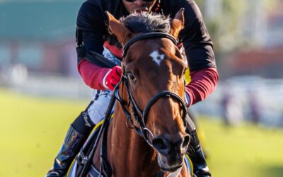 Klawervlei bred colt wows on debut