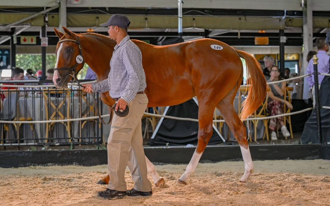 Klawervlei Stud tops Premier Yearling Sale