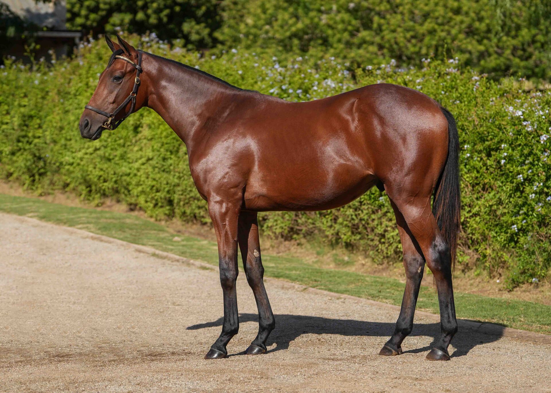 lot102