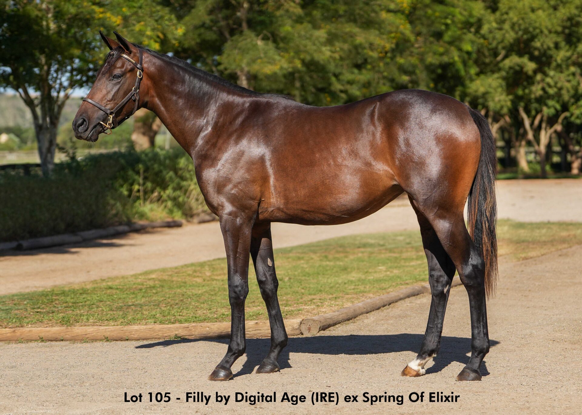 lot105