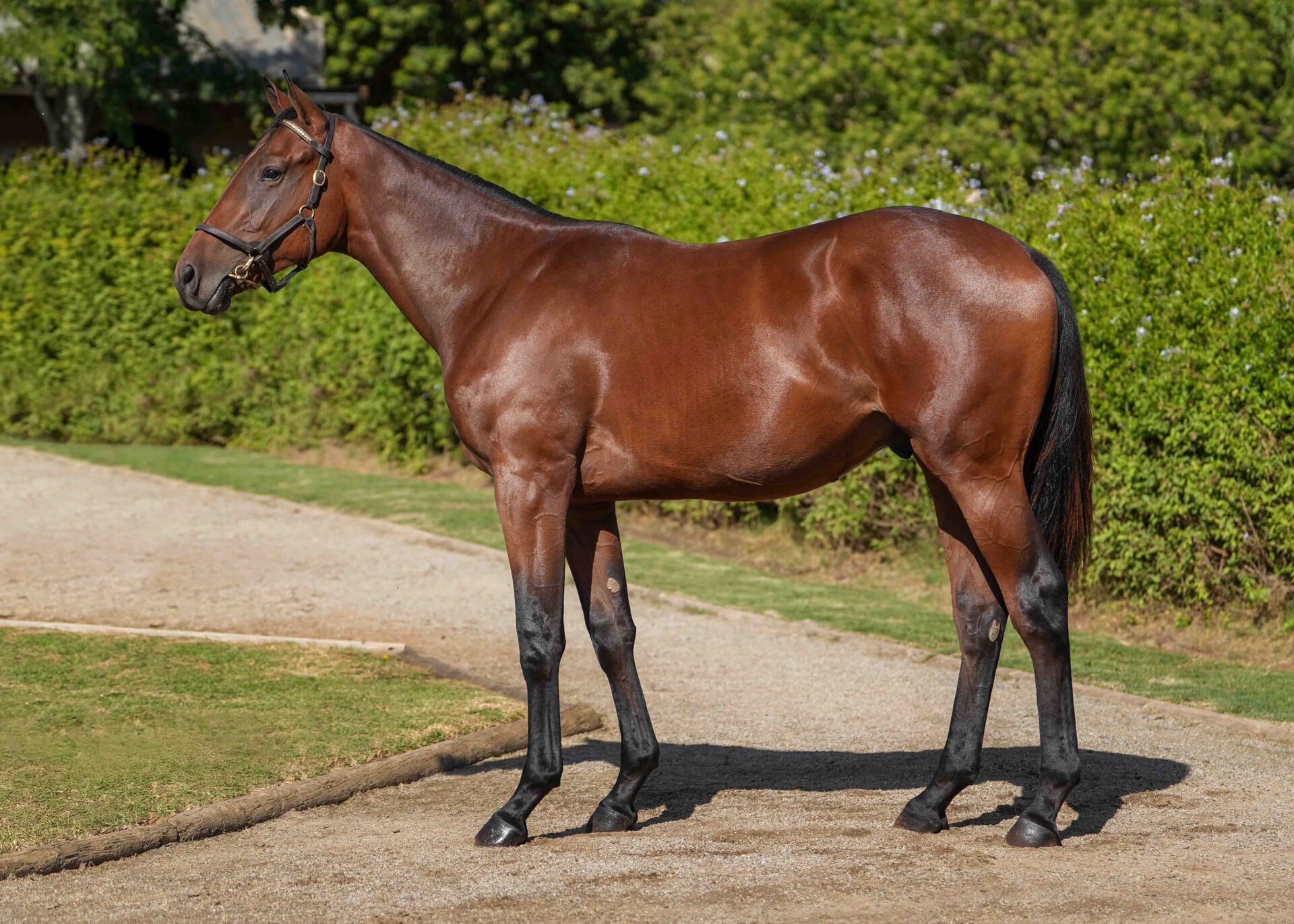 lot117