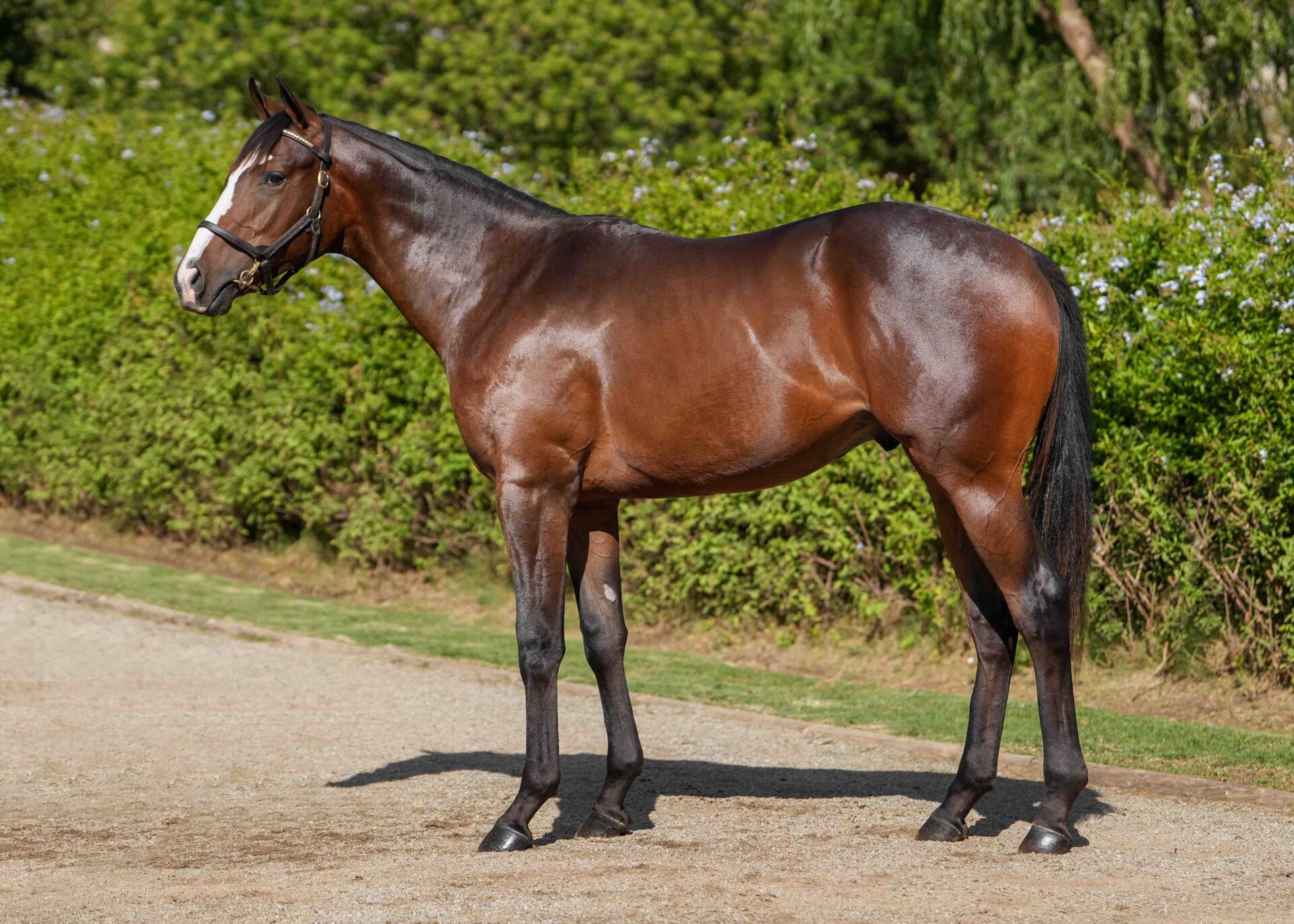 lot125