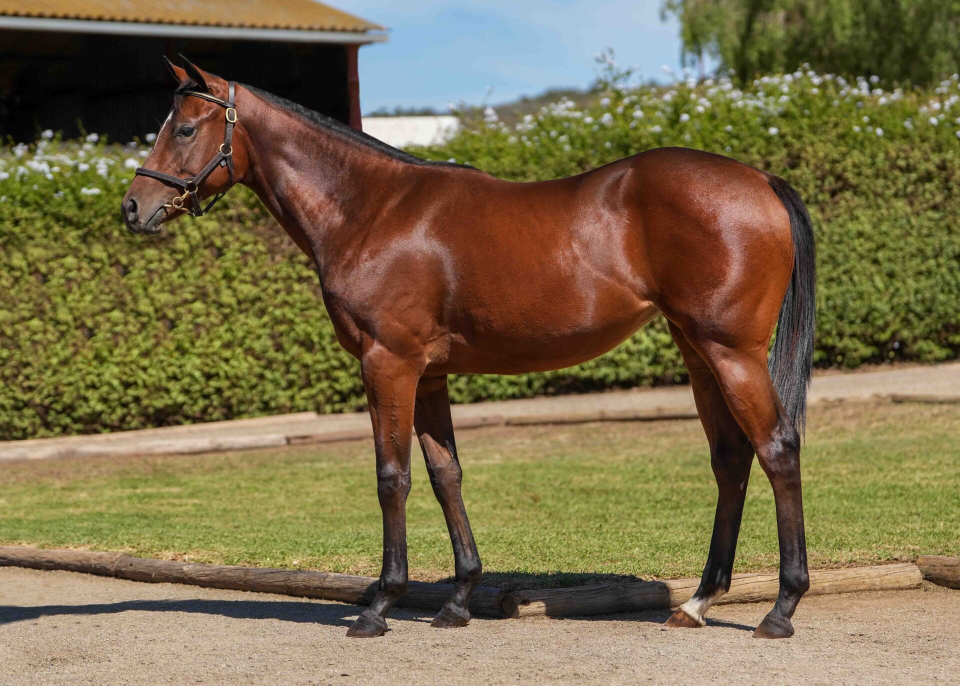 lot126