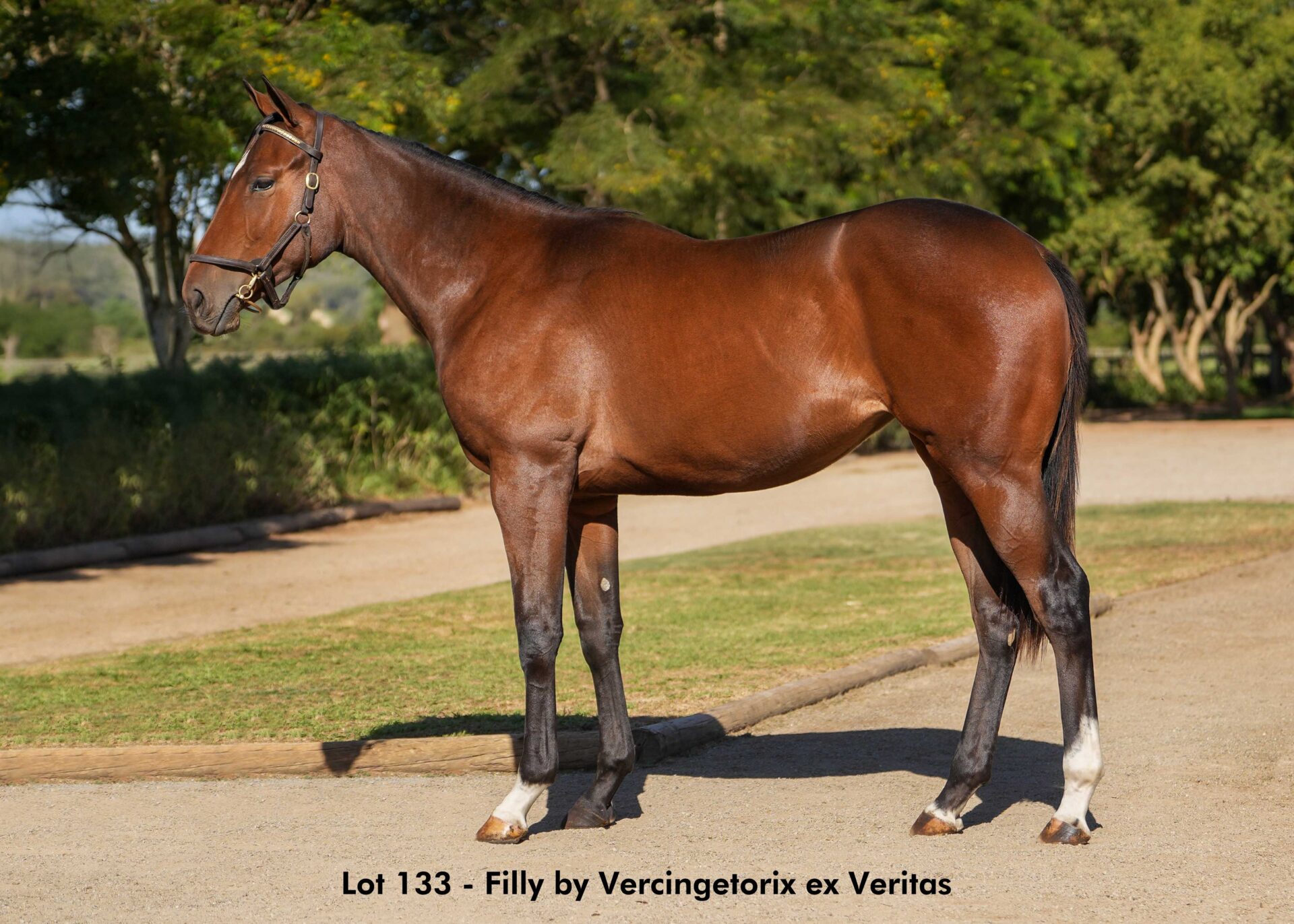 lot133
