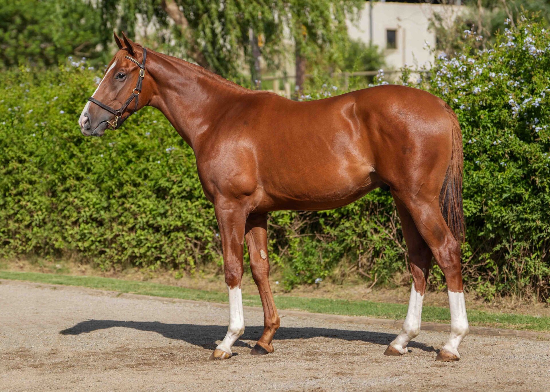 lot145