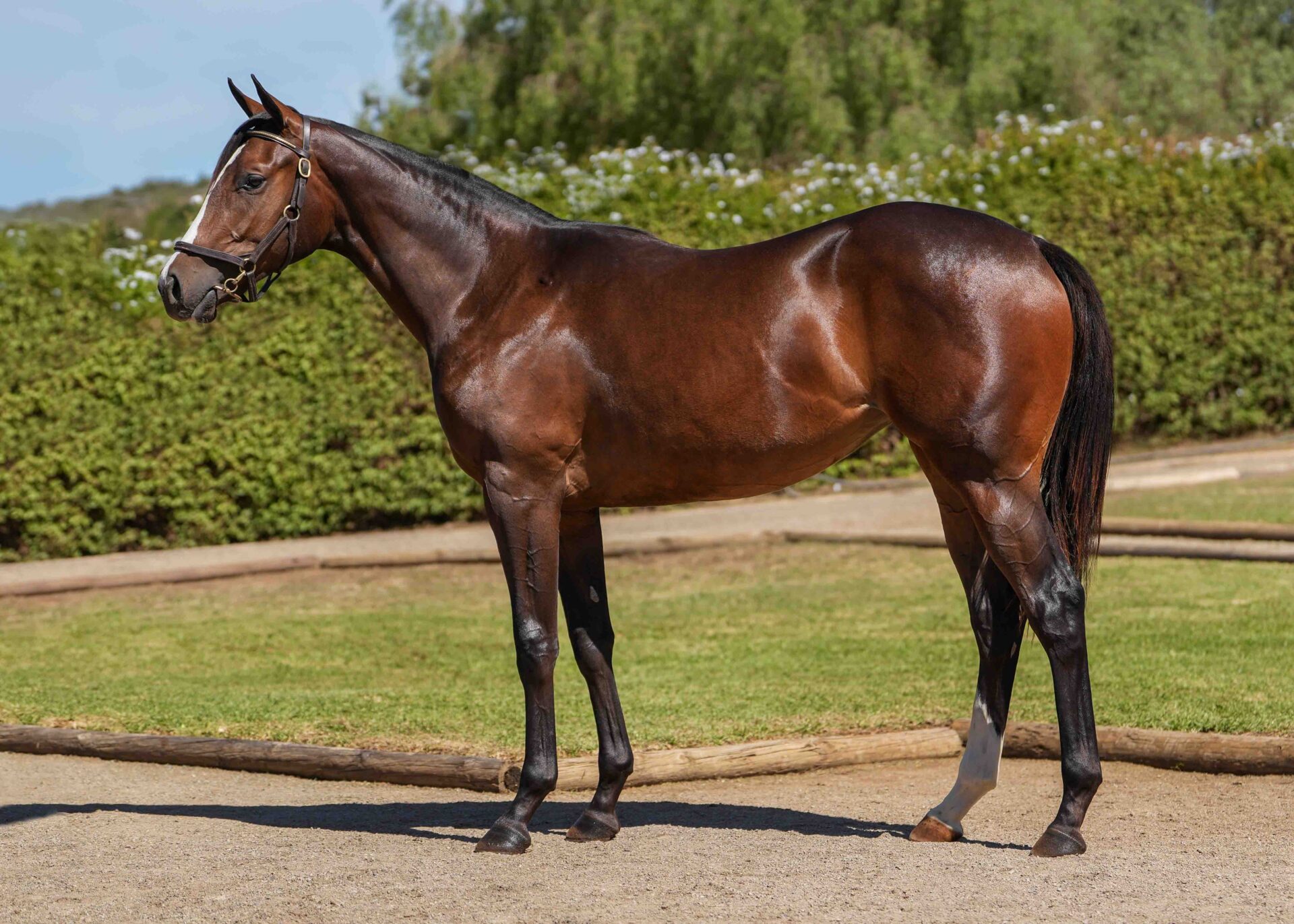 lot154