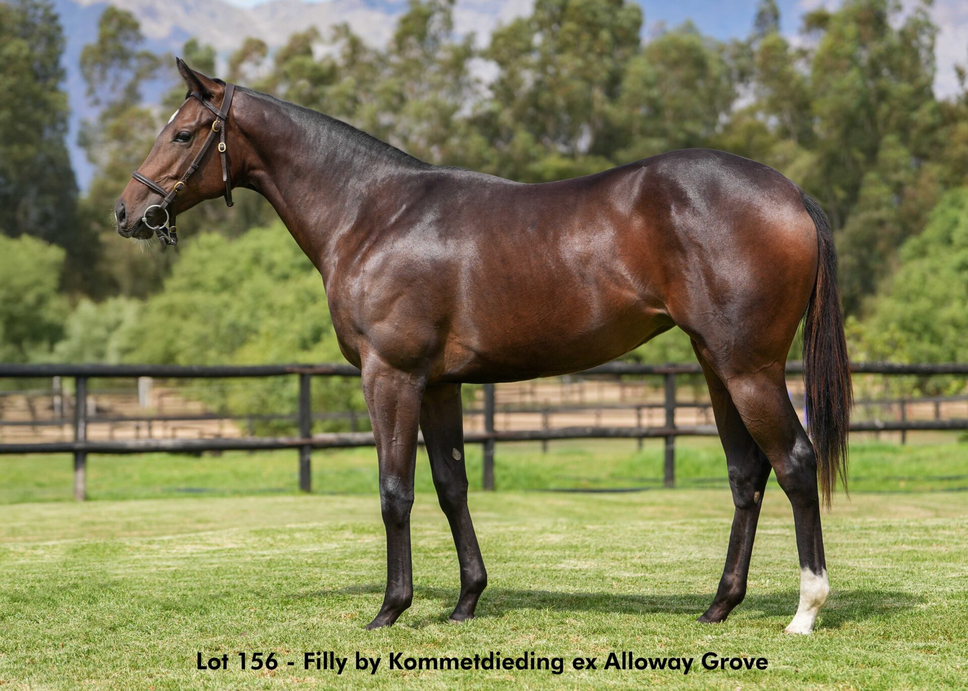 lot156