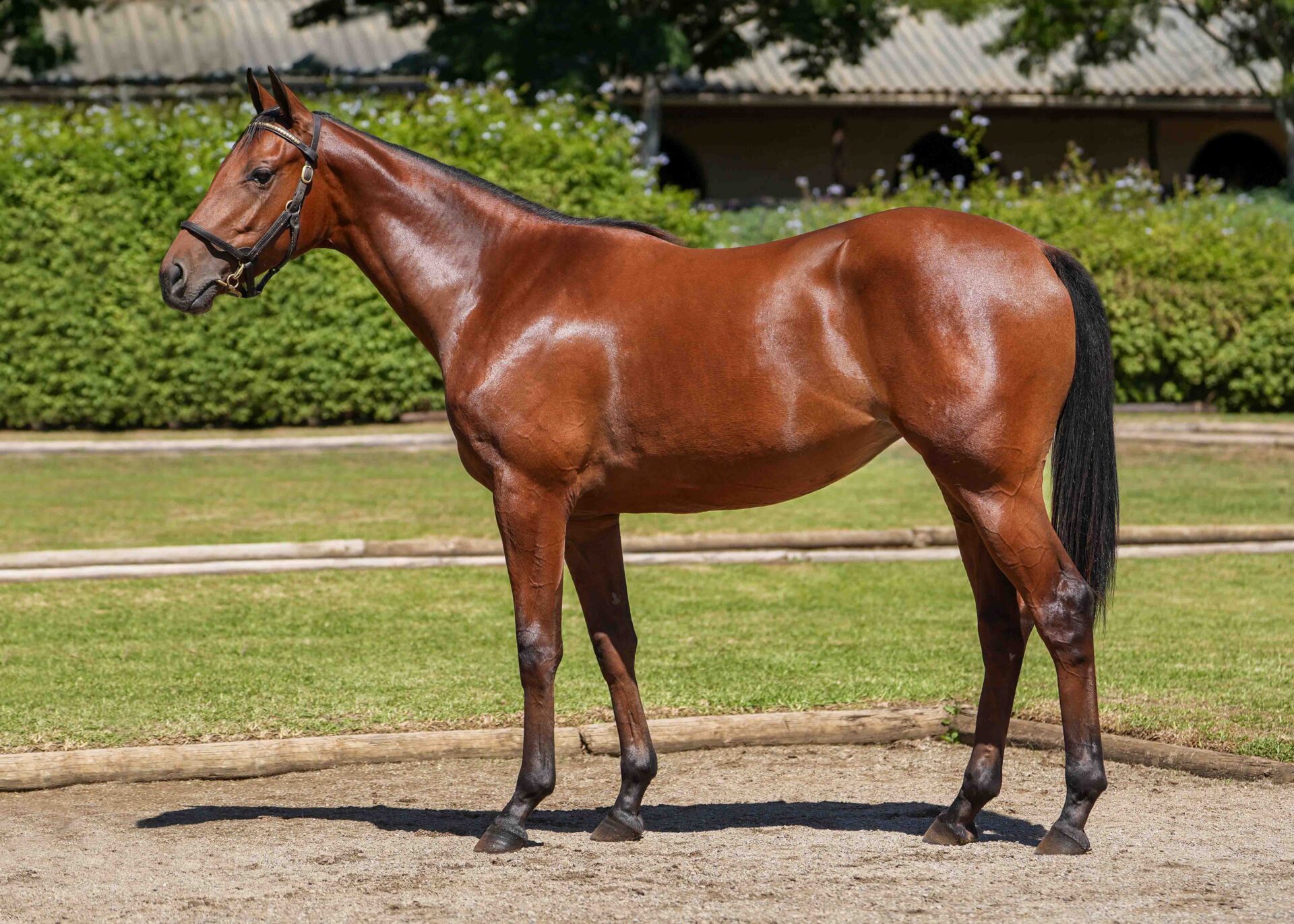 lot157