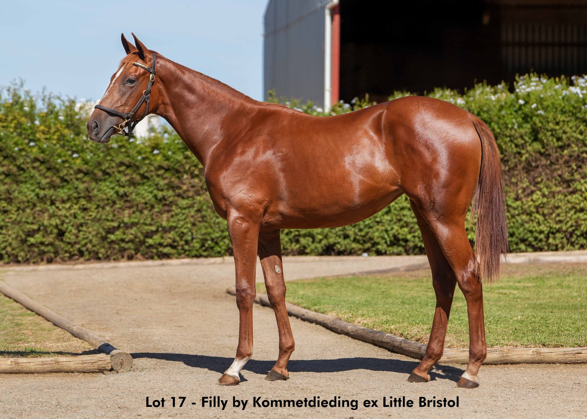 lot17