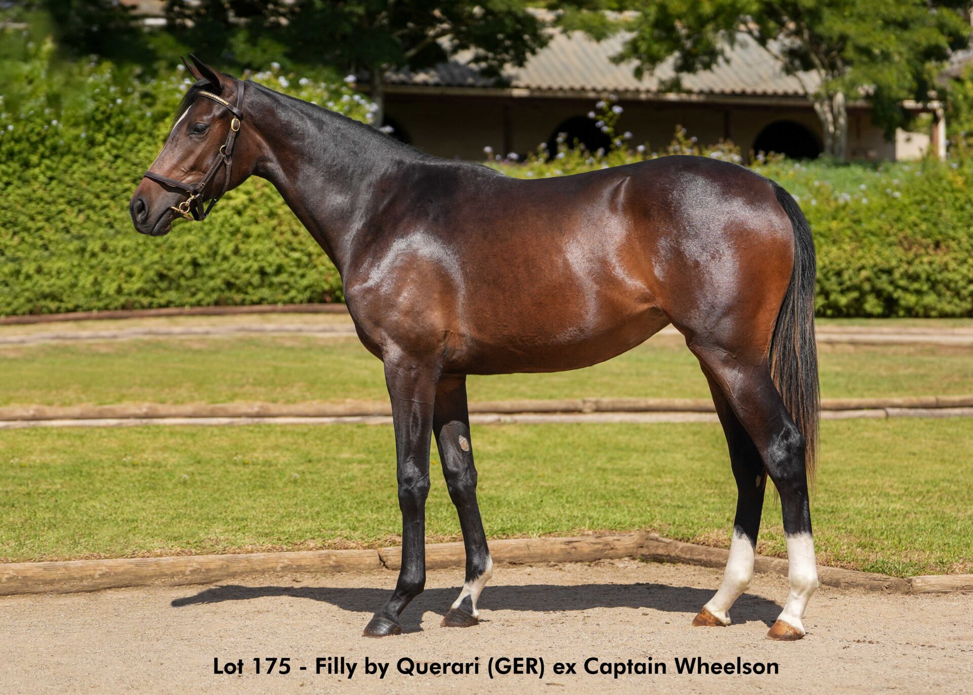 lot175