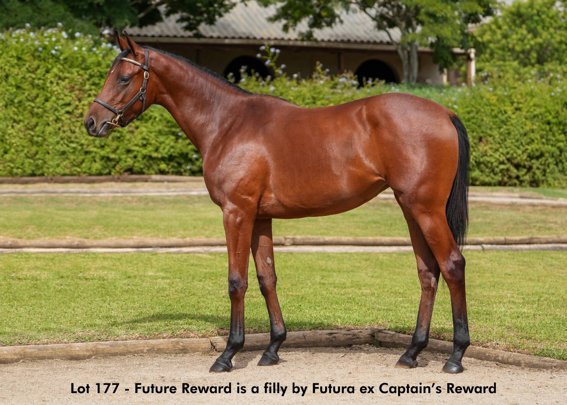 lot177