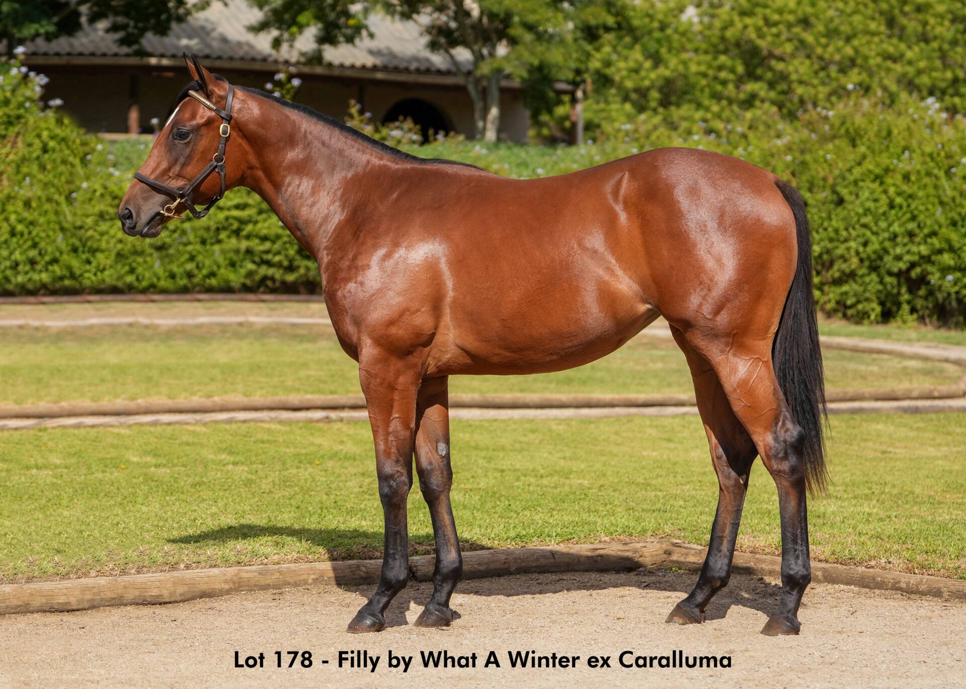 lot178