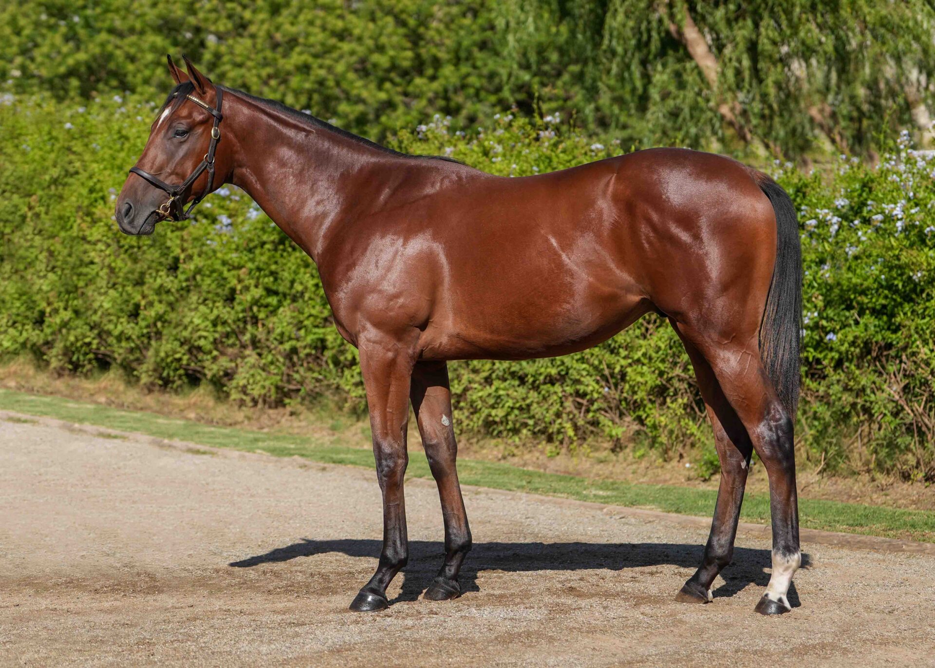 lot184