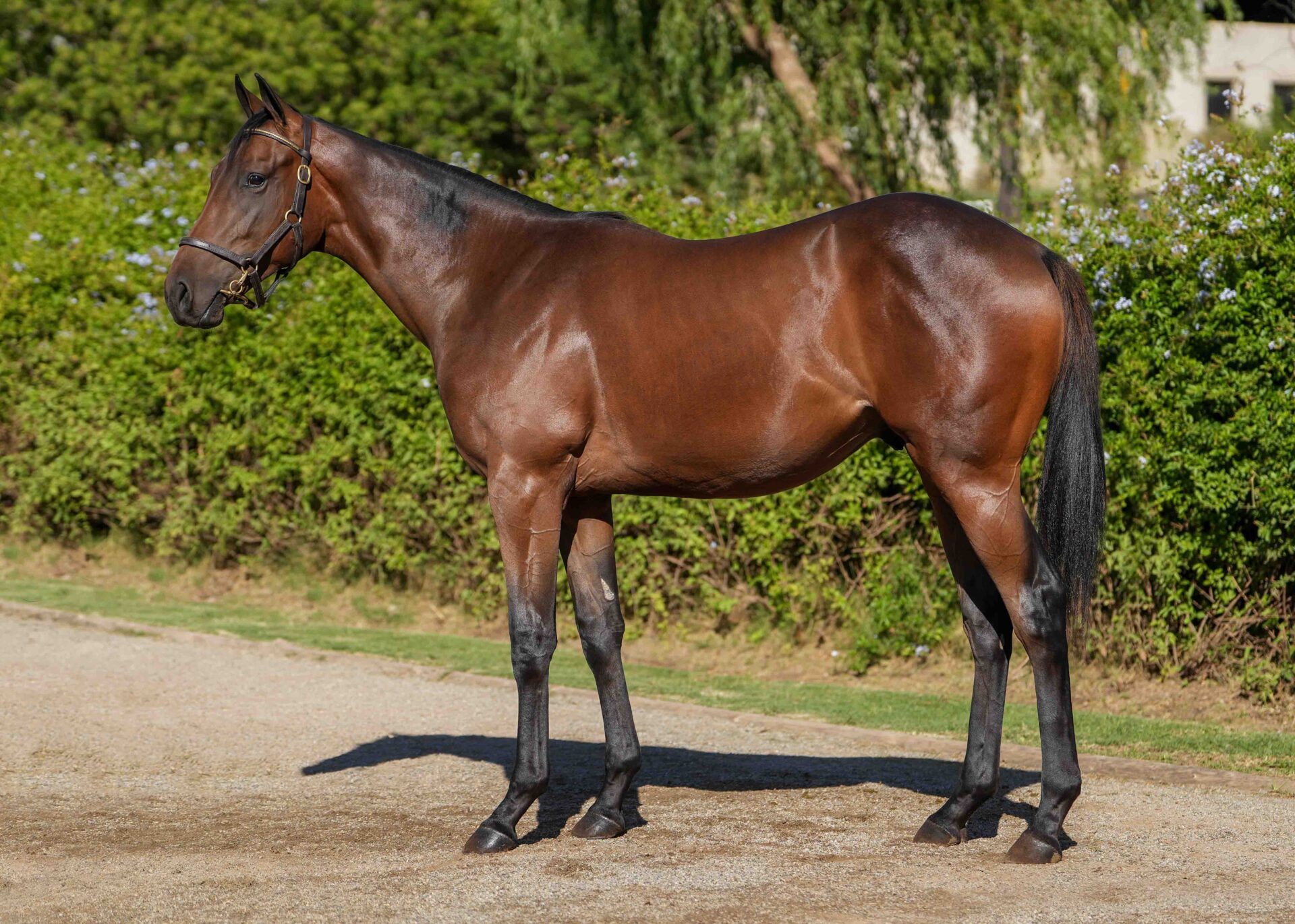 lot19
