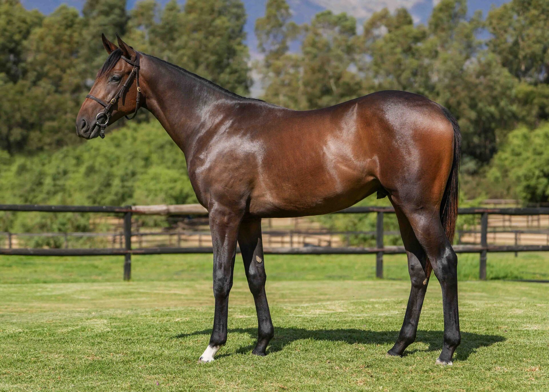 lot20