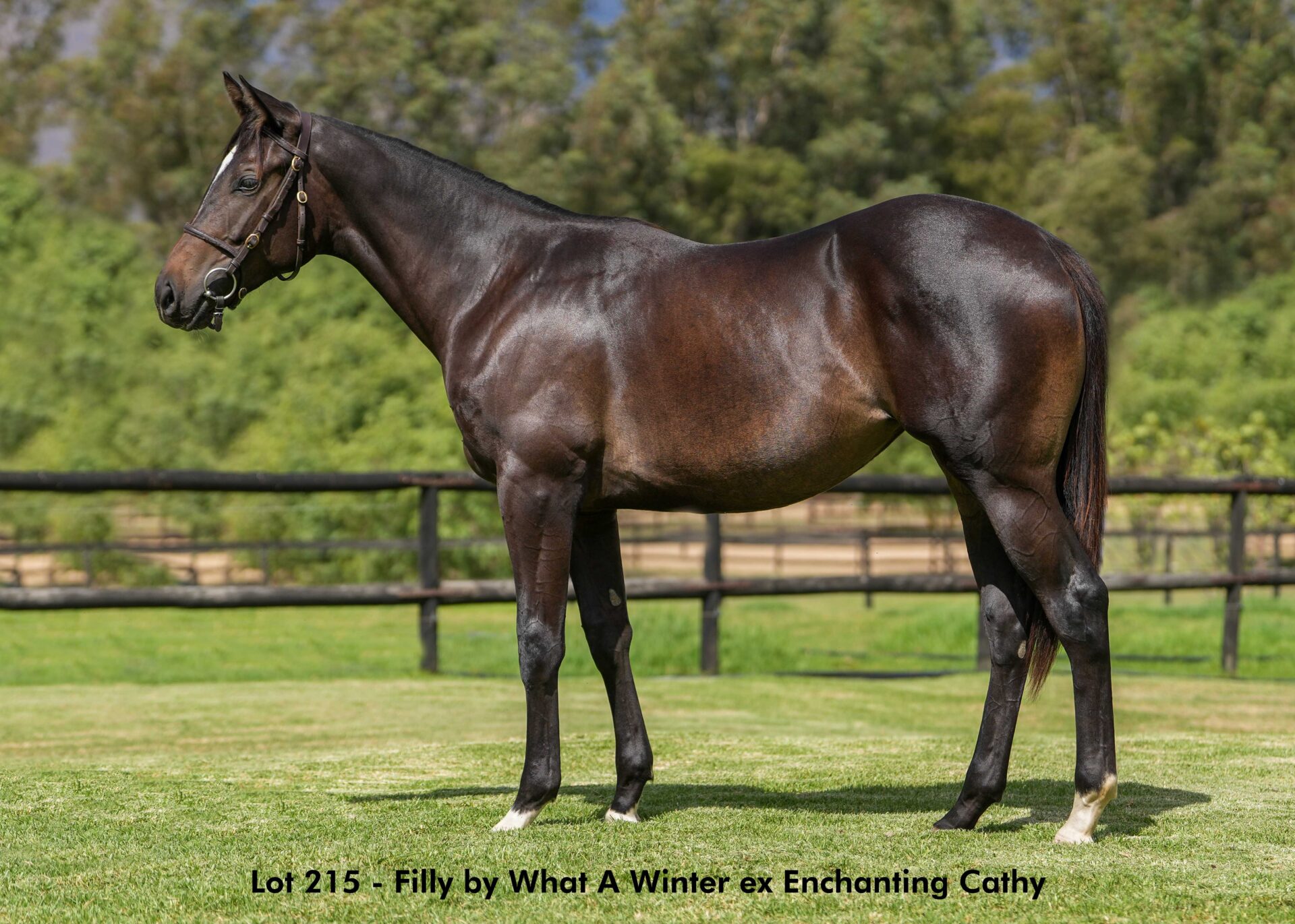 lot215