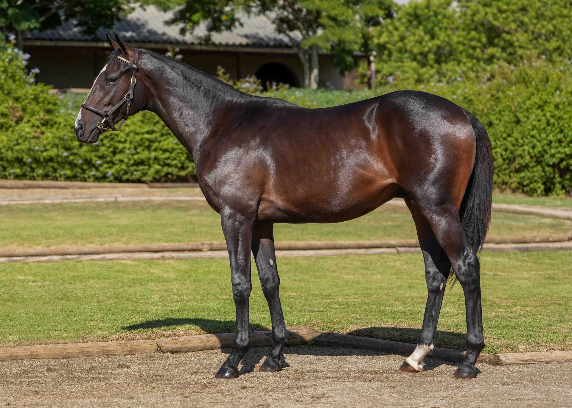 lot218