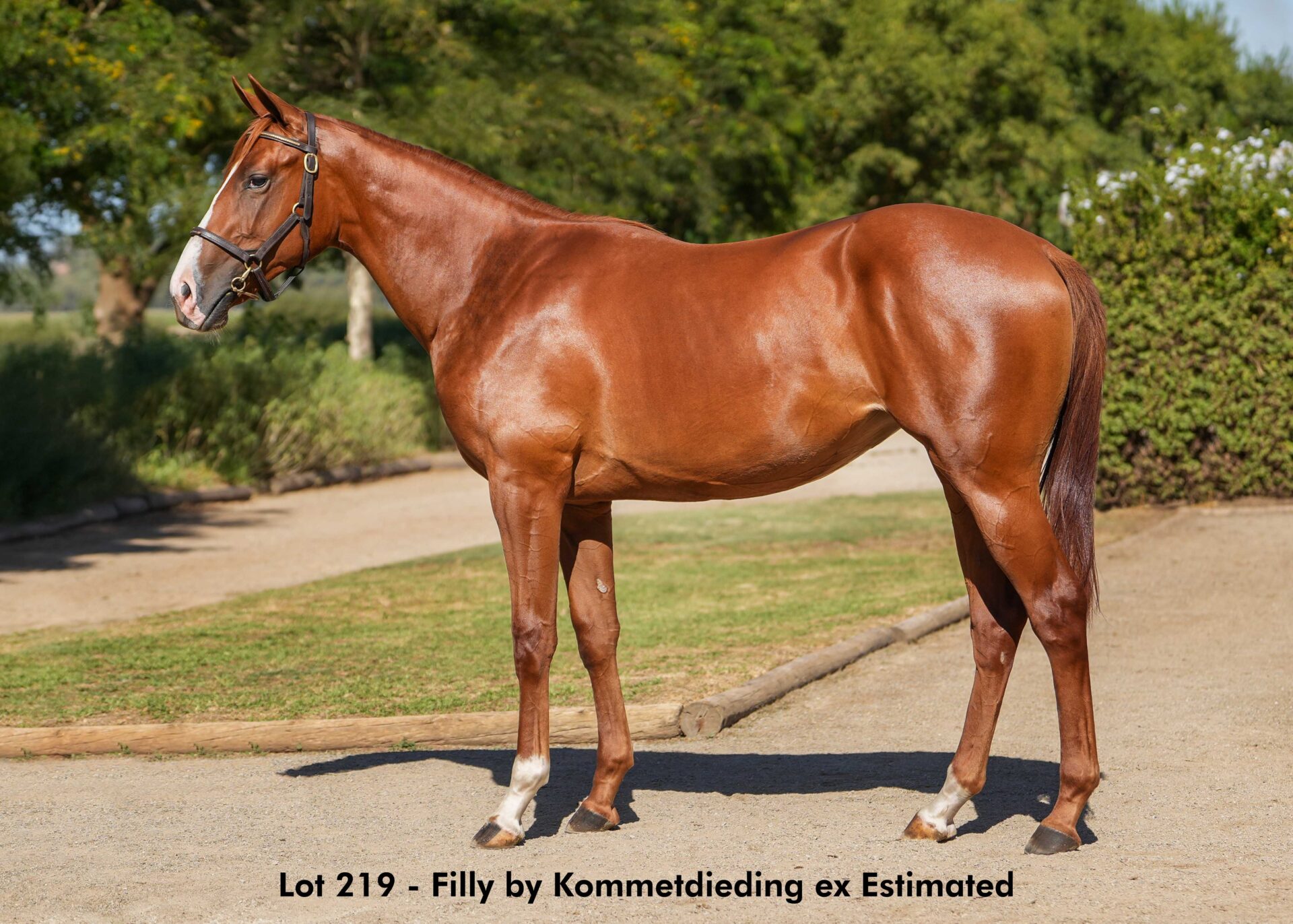 lot219
