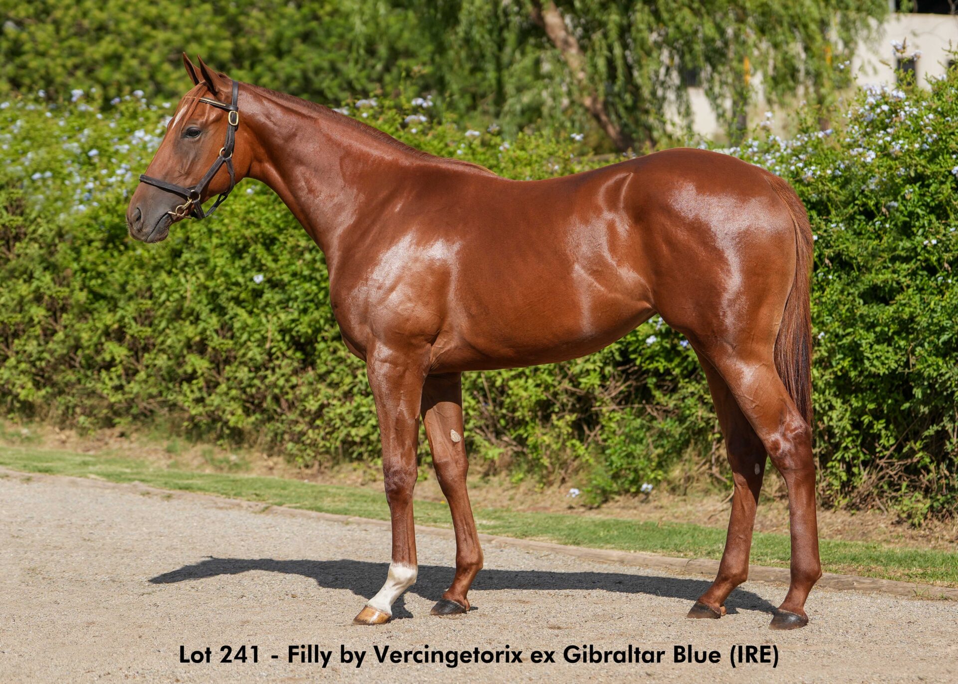 lot241