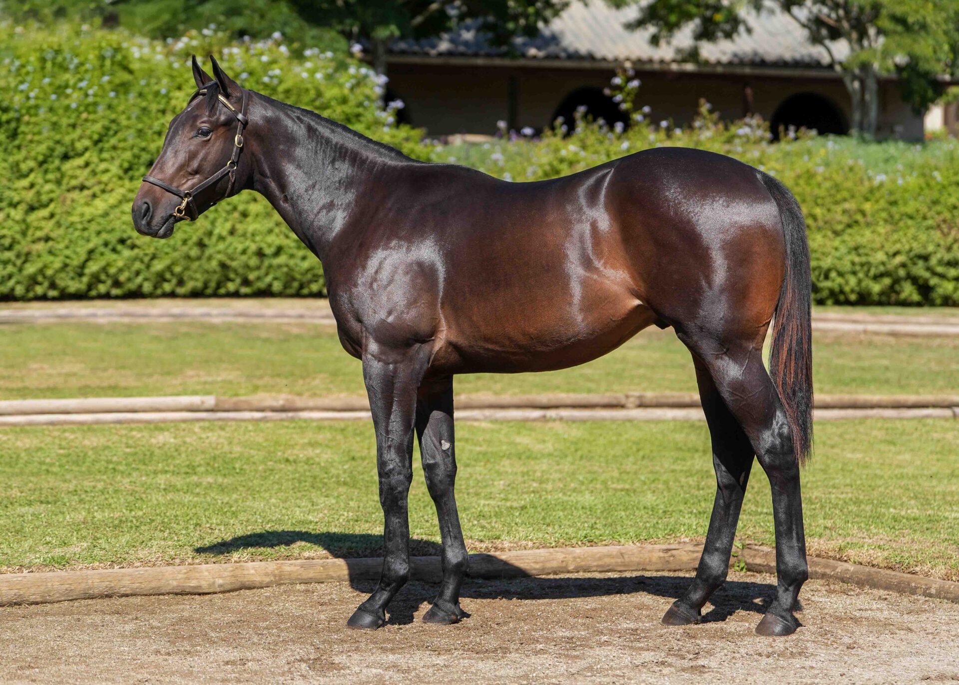 lot255