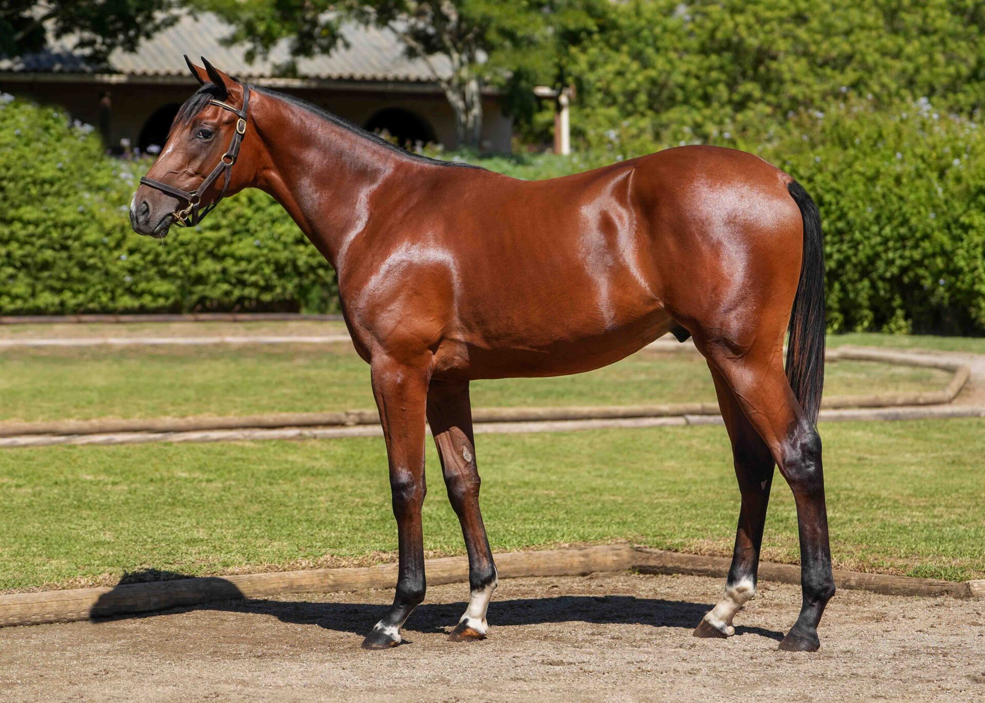 lot261