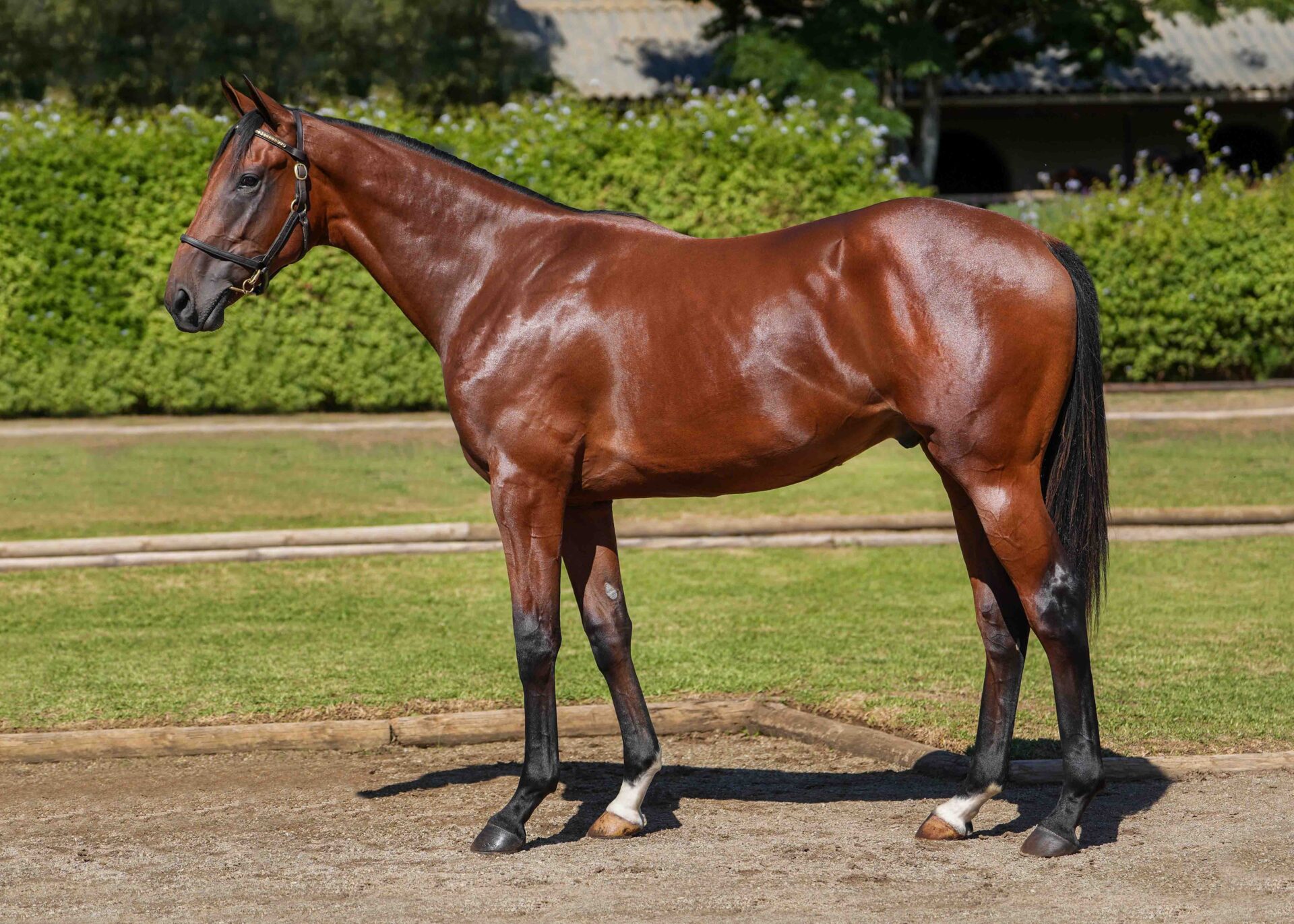 lot268