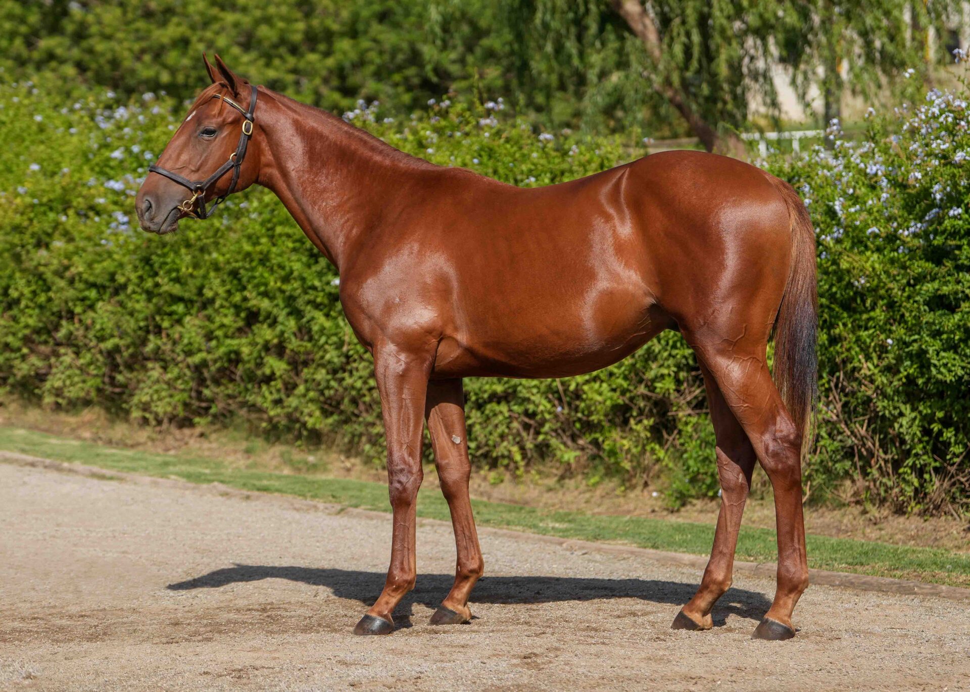 lot270