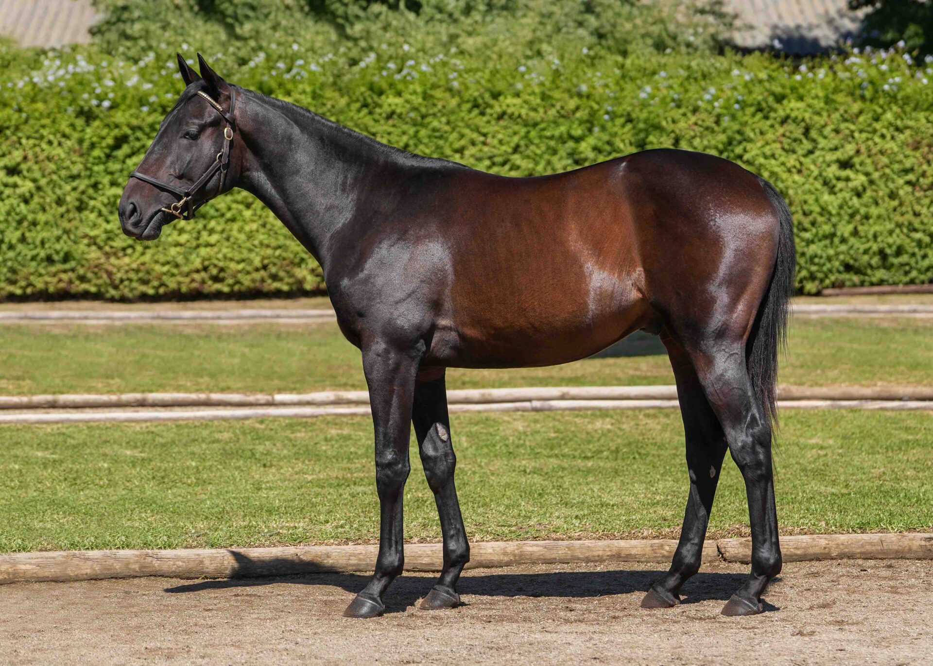 lot37