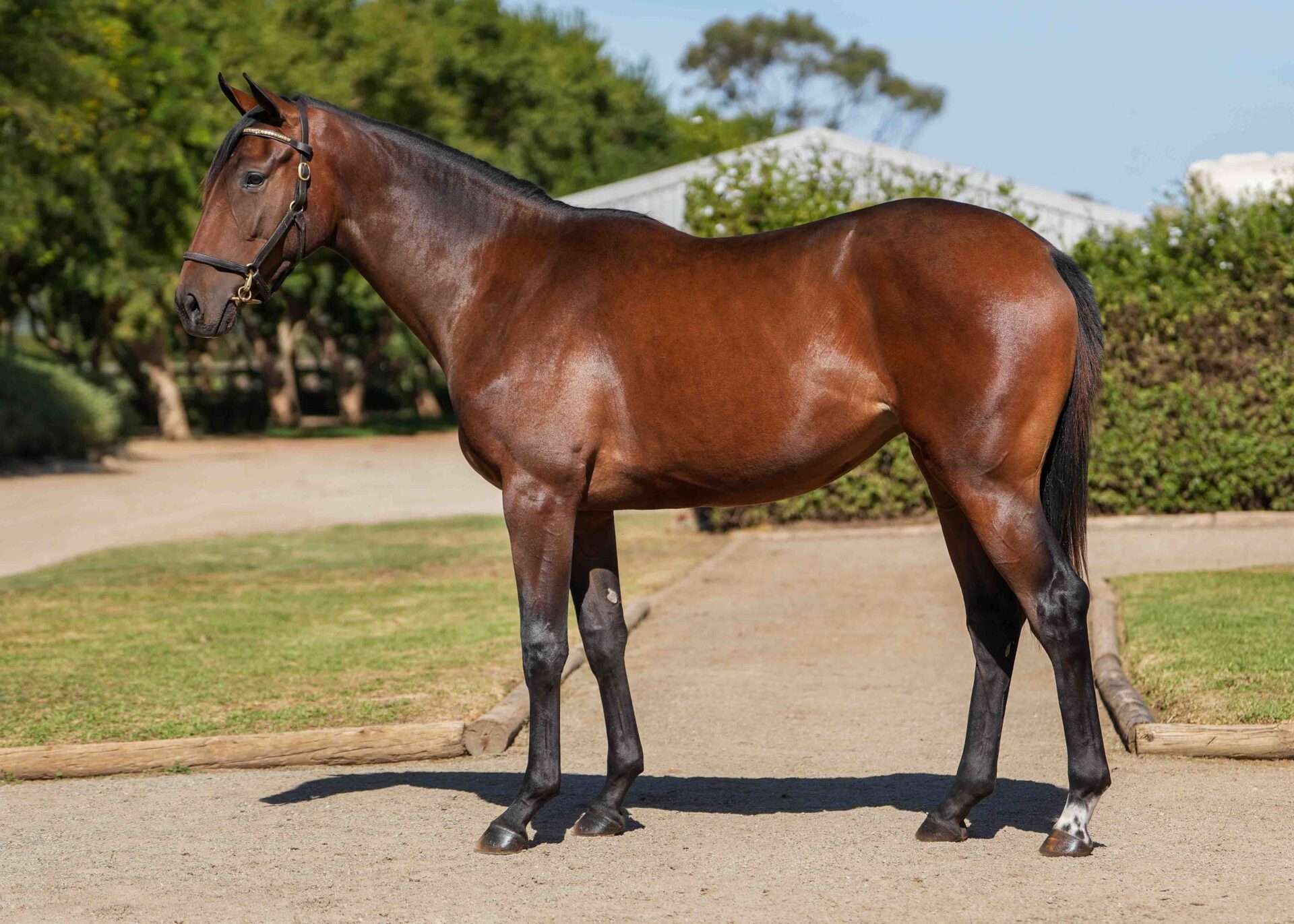 lot43