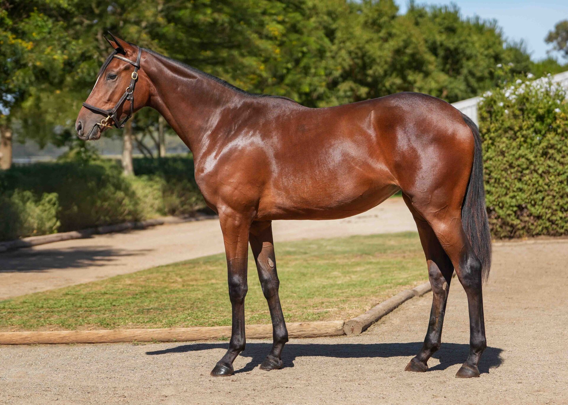 lot5