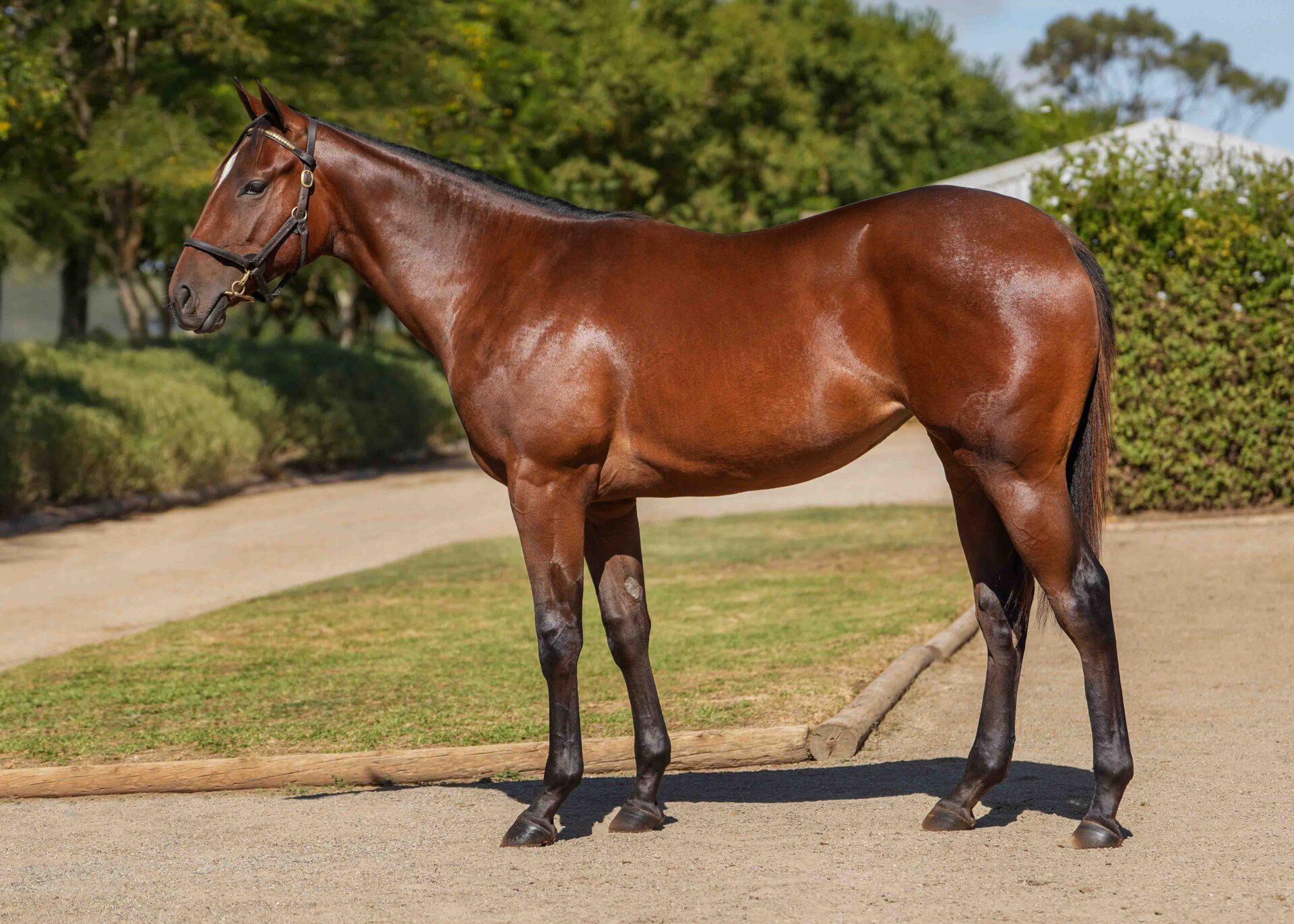 lot52