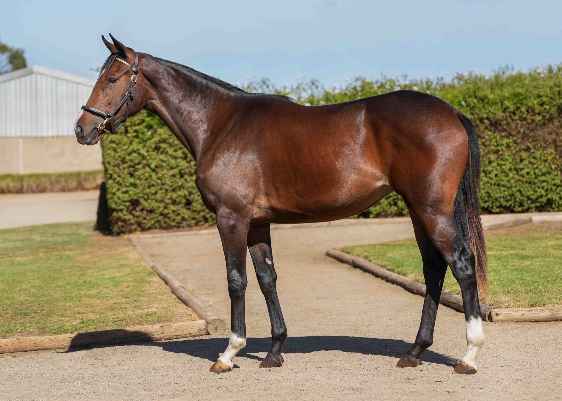 lot53