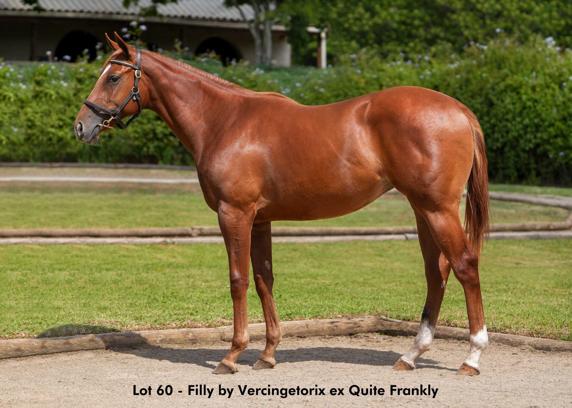 lot60