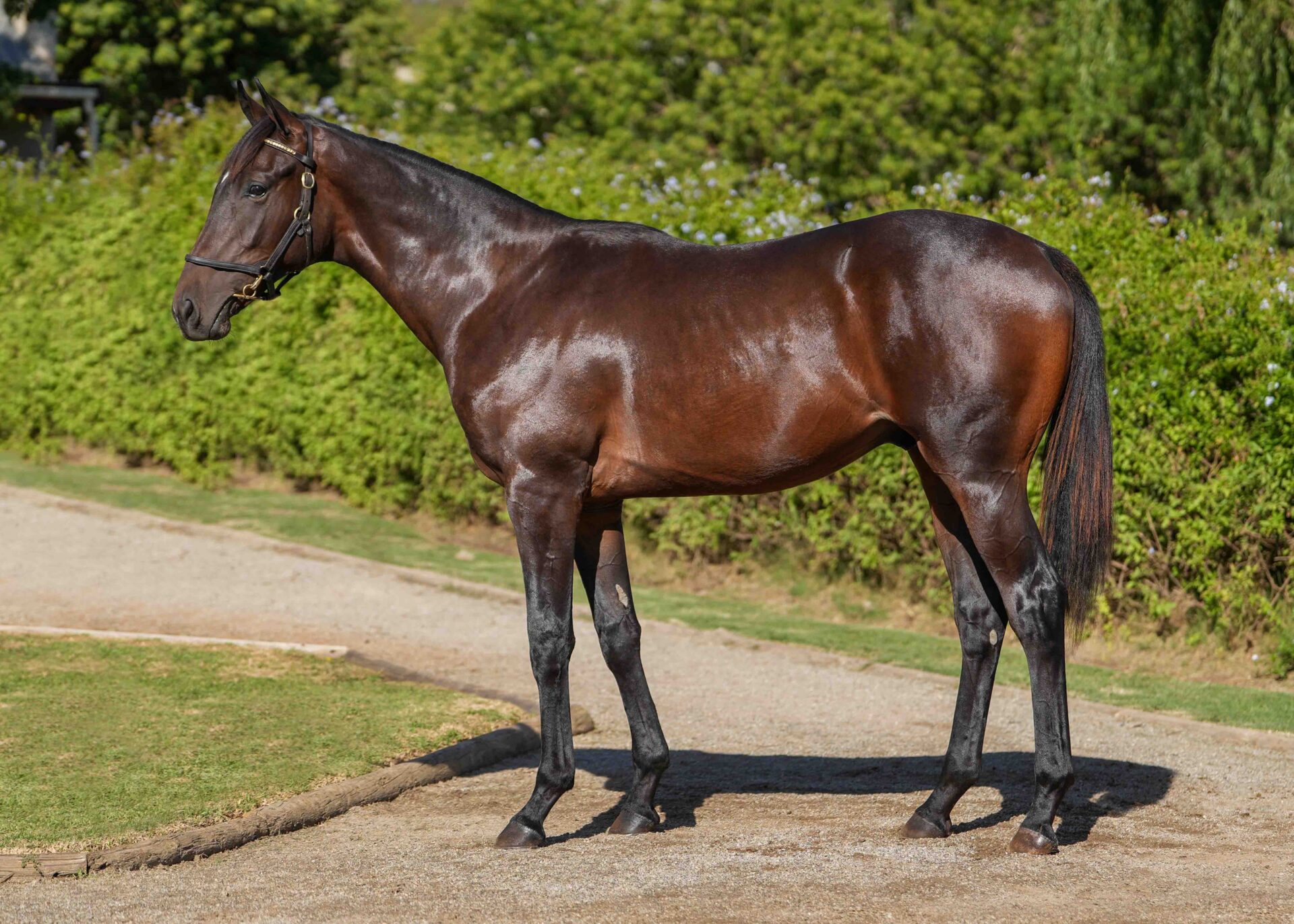 lot64
