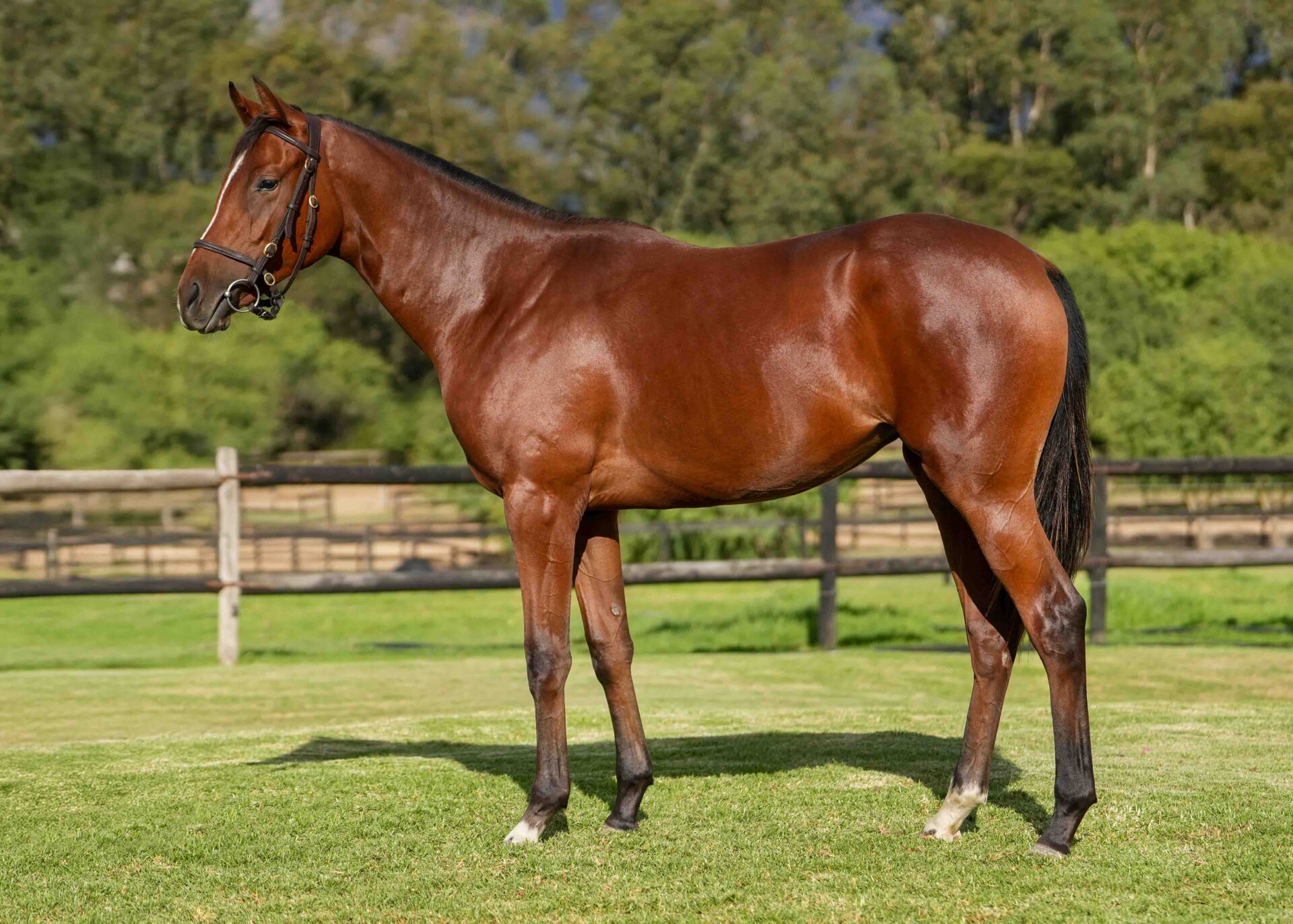 lot83