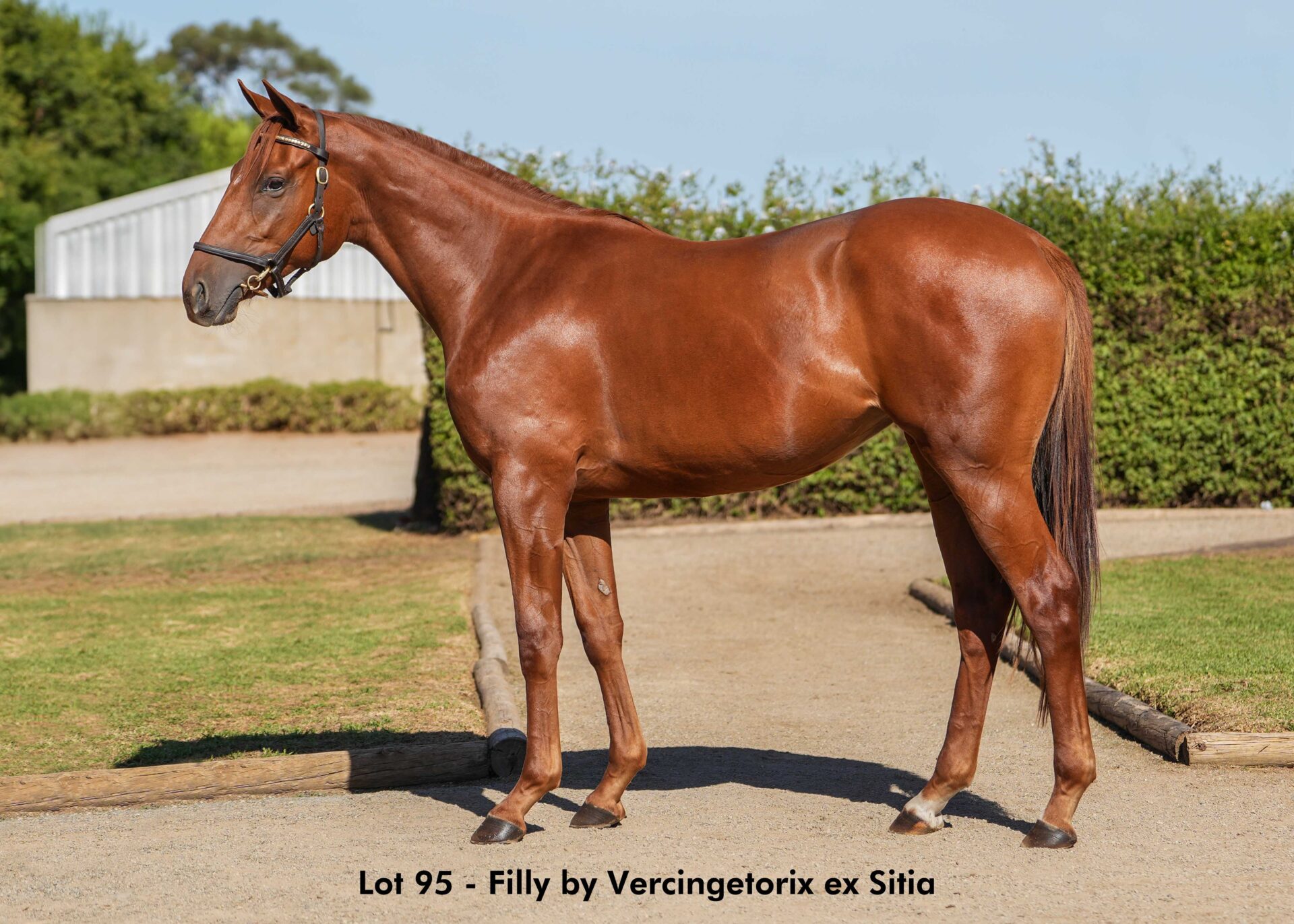 lot95