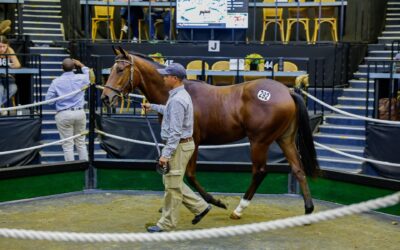 National Sale success for Klawervlei