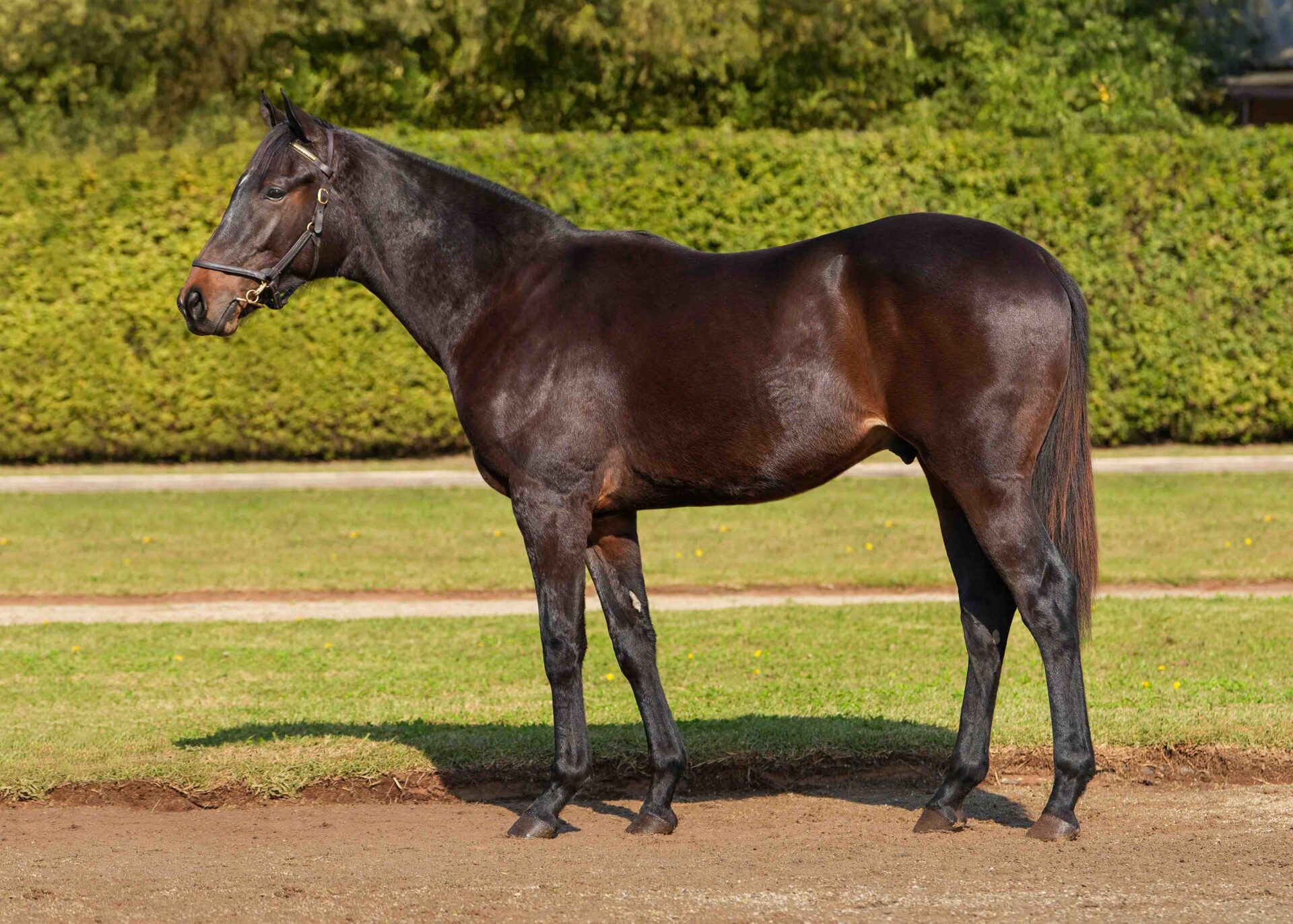 lot157