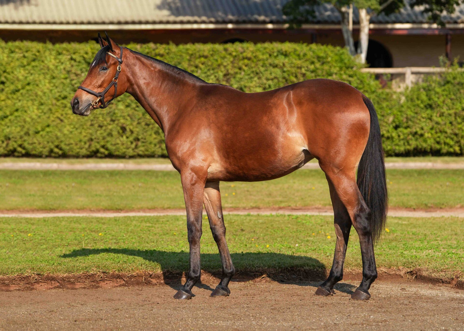 lot17