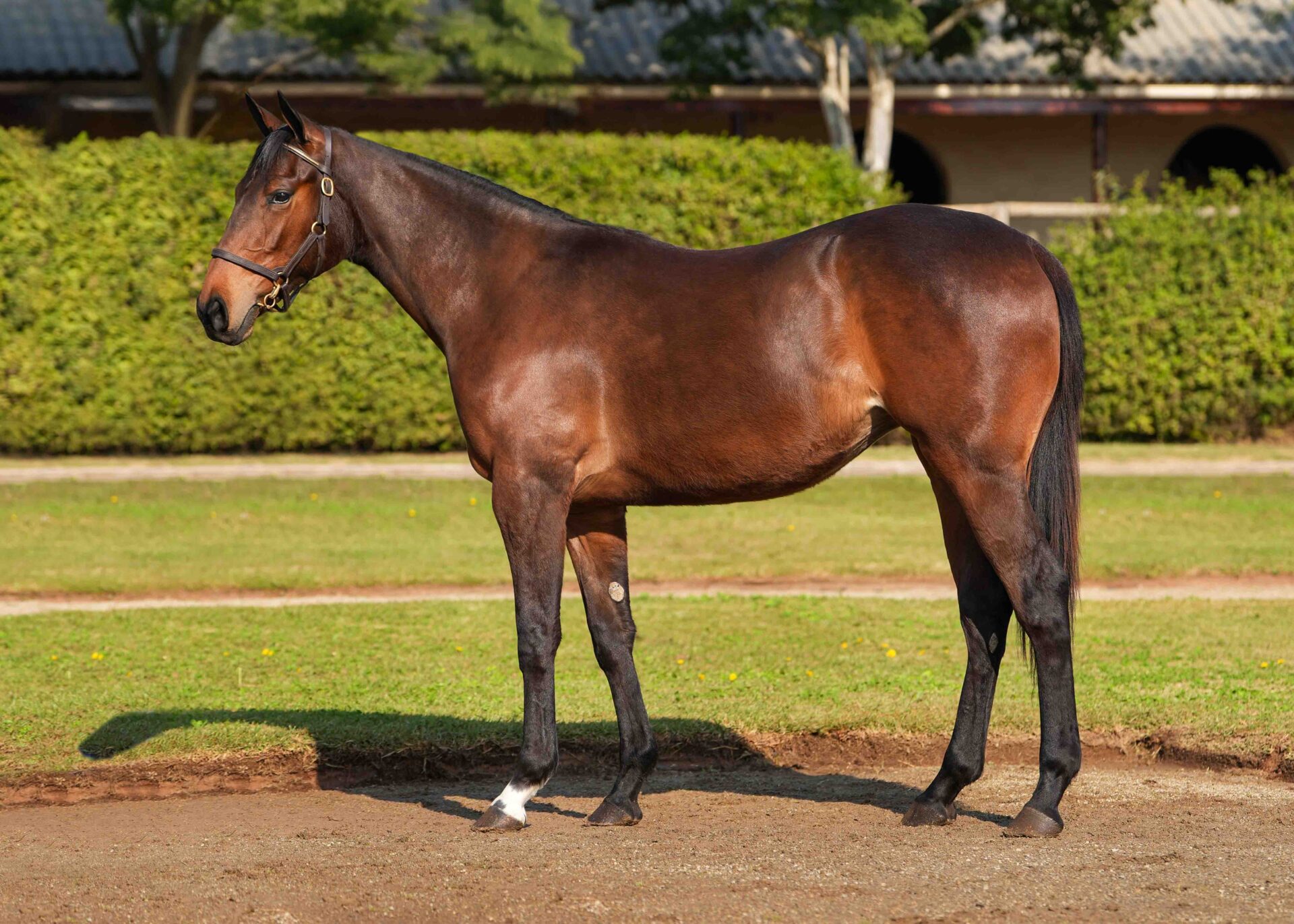 lot227