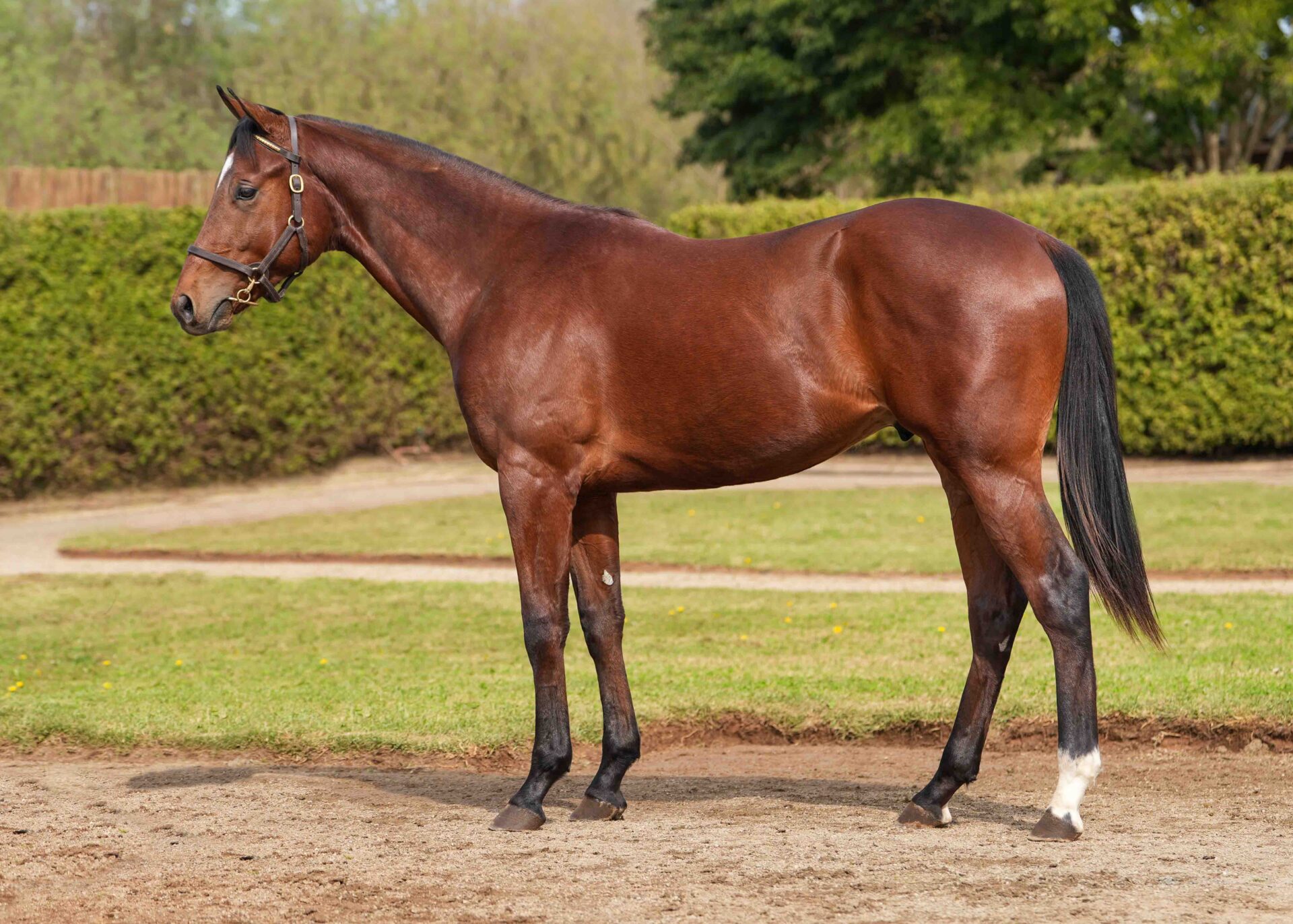 lot310