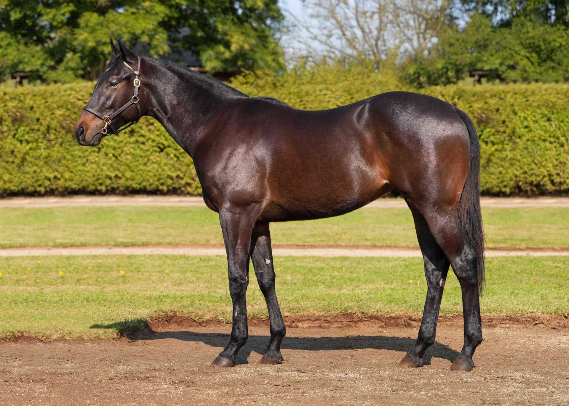 lot42